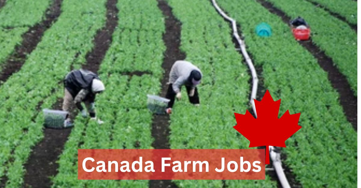 Tobacco Farm Worker Jobs in Canada