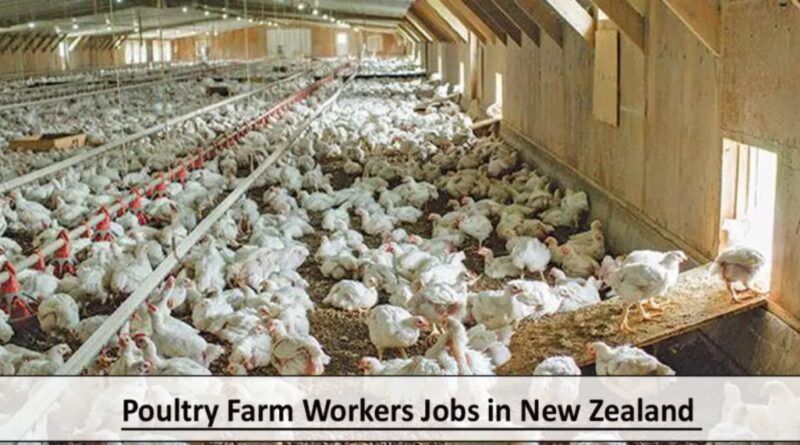 Poultry Farm Workers Jobs in New Zealand