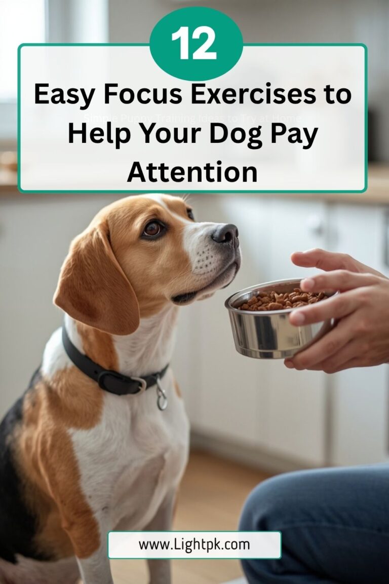 12 Easy Focus Exercises to Help Your Dog Pay Attention