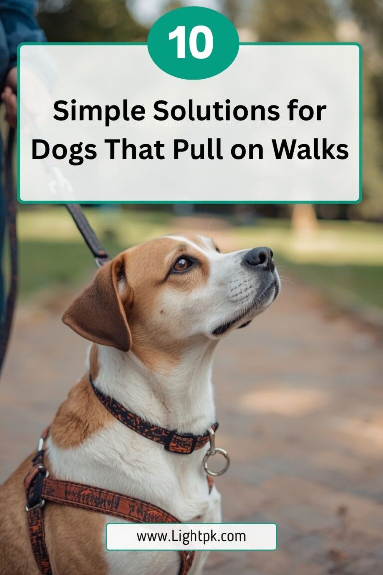 10 Simple Solutions for Dogs That Pull on Walks